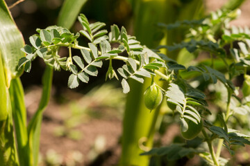 Chickpea pod with green young plant close-up, chickpea growing.