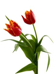 posy of pretty multicolor tulips close up