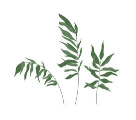 Set of tropical leaves. Green palm branches isolated on white background. Vector illustration.