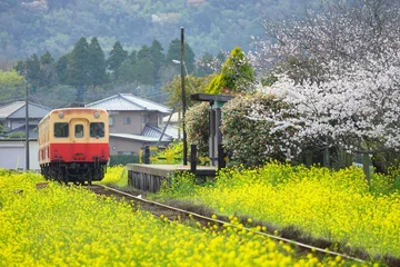 Foto op Canvas 春の小湊鉄道　菜の花咲く川間駅 © yanpon