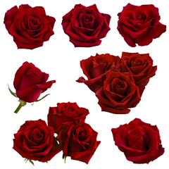 collage of red roses isolated on white background