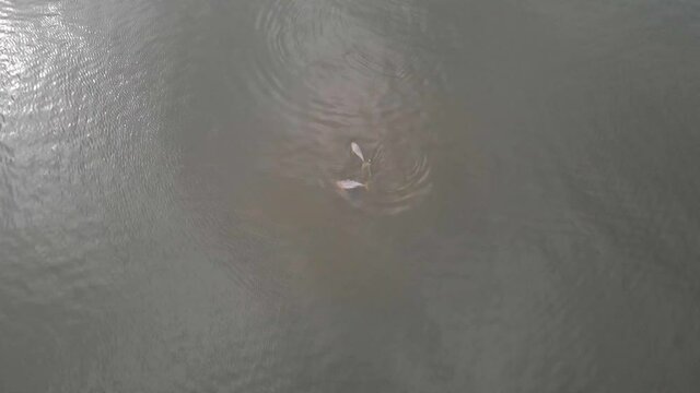 Casal de golfinhos surgindo e nadando juntos / Dolphin couple surfacing and swimming together. Specie: Boto-cinza / Guiana dolphin