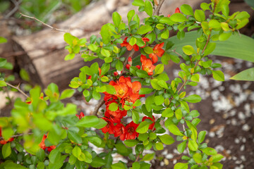 Blooming lush quince bush growing in the garden