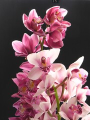 Fototapeta na wymiar multicolor pretty flowers of orchid Cymbidium.