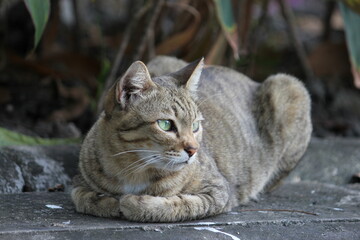 Street Cat with green eyes relaxing in Bangkok.