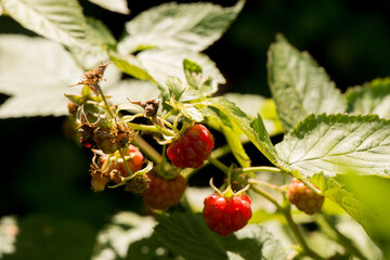 Ripe raspberry branch in the garden. Red sweet berries grow on a raspberry bush in an orchard.