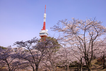 宇都宮市　八幡山公園の満開の桜と宇都宮タワー