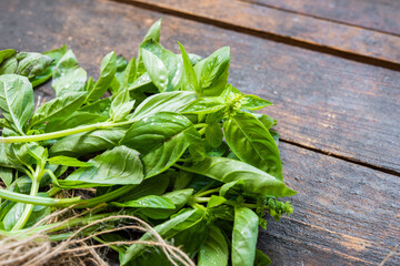 fresh basil.fresh basil on a wooden table