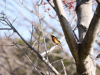木の枝で休むジョウビタキ