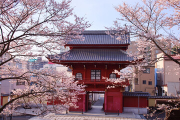 宇都宮市　慈光寺の赤門と満開の桜