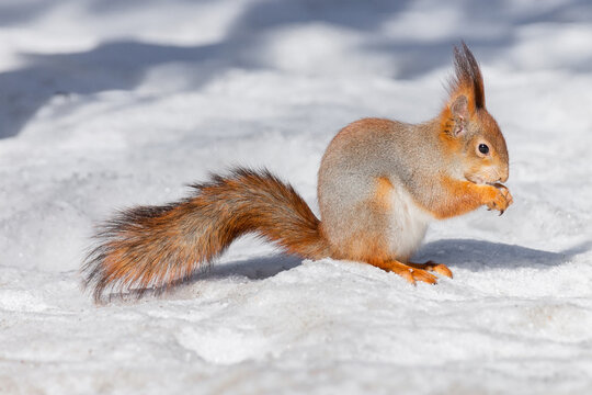 Squirrel in winter sits on a tree © alexbush