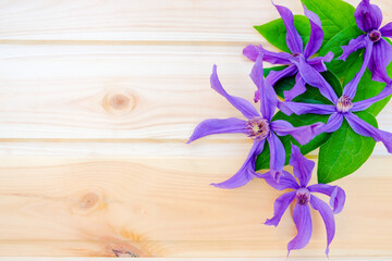 Flat lay composition of purple clematis flowers and leaves isolated on wooden background.