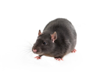 rat with dark gray hair, cute pets big and fluffy close-up on an isolated background