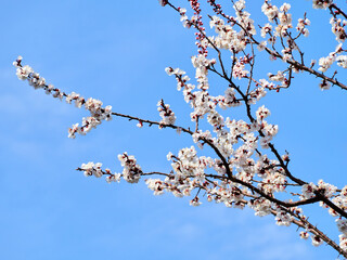 3月に咲いた桜