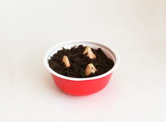 The tulip bulbs are planted in the ground.