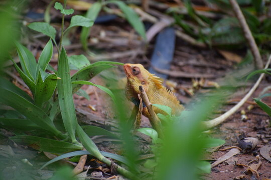 An Indian chameleon in the forest.
A lizard in the garden.