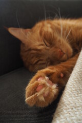 Śpiący rudy kot przykryty beżowym kocem - obrazy, fototapety, plakaty
