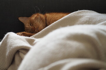 Śpiący rudy kot przykryty beżowym kocem
