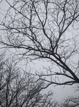 Snowfall and snow-covered treetops against the background of gray clouds that covered the entire sky. A cold winter day in a park near a residential area. Russia