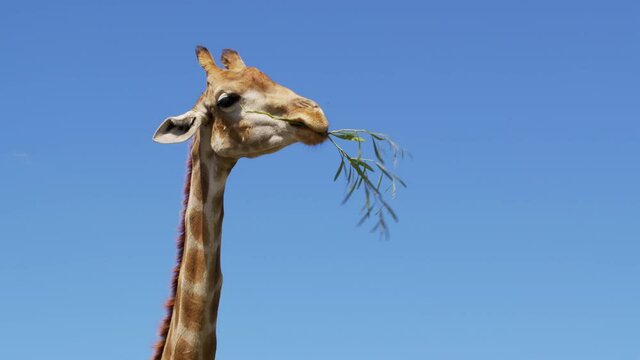 The giraffe chews the grass. Curious giraffe on the background sky.