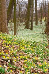 Spring flowers in the park, Winter Aconite flowers (Eranthis Hyemalis) and Leucojum vernum, called spring snowflake