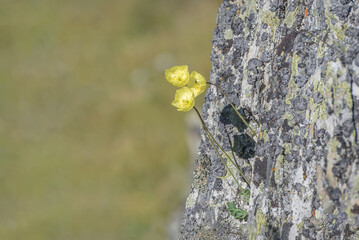 poppy yellow flower mountain close-up