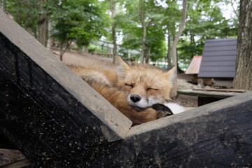 sleep fox