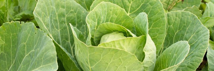 Fototapeta na wymiar Cabbage head in growth at vegetable garden