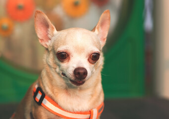 Brown Chihuahua dog sitting on playground equipment .