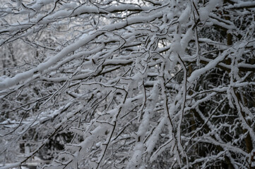 beautiful snowy tree branches. branches in the snow against the blue sky