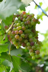 bunch of grapes on vine,organic garden