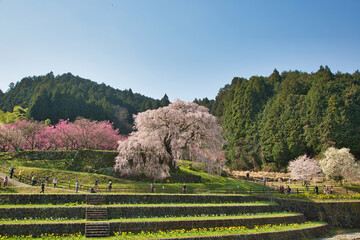 桜のある風景