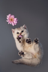 White British kitten with a flower.