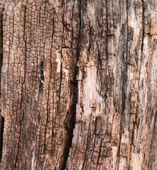 wood texture. Old tree in the background section.