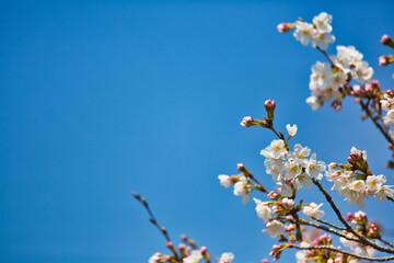 桜の花と青空の背景