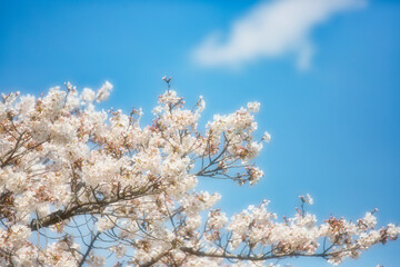 桜の花と青空の背景