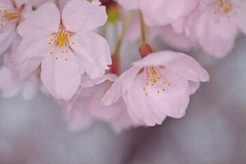 サクラの花びら