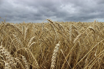 Fototapeta na wymiar Dutch Wheat fields with stormy sky