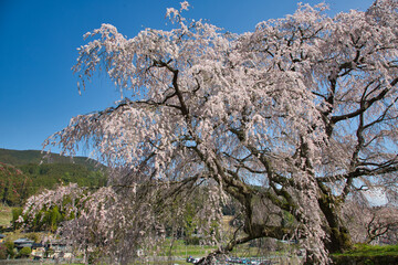 桜の木と風景