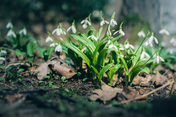 Początek wiosny i pierwsze kwiatki © af-mar