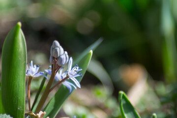 First spring flowers in the garden, Squill, blue Scilla Bifolia blooming in a meadow, outdoors, wild flowers