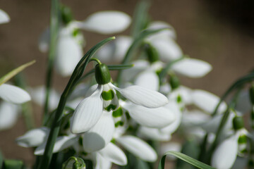 First spring flowers in the garden, Galanthus, white snowdrops blooming in a meadow, selective focus outdoors
