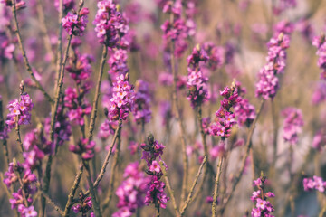 Wawrzynek, pierwsze oznaki wiosny. © af-mar
