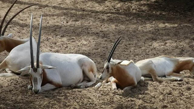 orix debout dans une parc