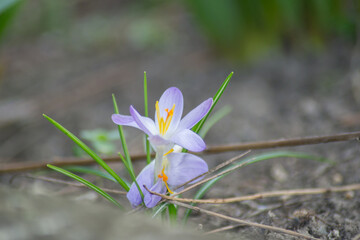 First spring flowers in a garden, blooming crocuses outdoors, purple springtime flowers in a meadow, wild flowers