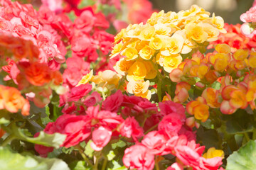 Pattern of beautiful natural red and pink begonia flowers texture full blooming in flower garden for background and wallpaper