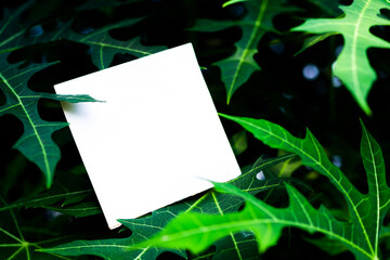 Mock up with green leaves.white frame blank paper on green leaf. flat lay or top view with copy space for massag.  saving environment Earth Day, conservation, forest day, card for world earth concept.