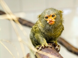In front of a pygmy marmoset is sitting on a branch