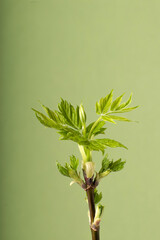 Fototapeta na wymiar A branch with young spring leaves on a green background