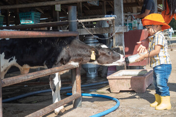 asian kid in a farmer dress feeding some milk to a cow - 423354812